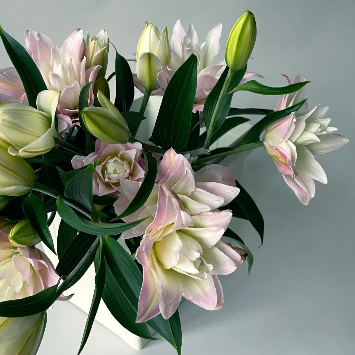 Лилия "Ор дбл Амистад"_3