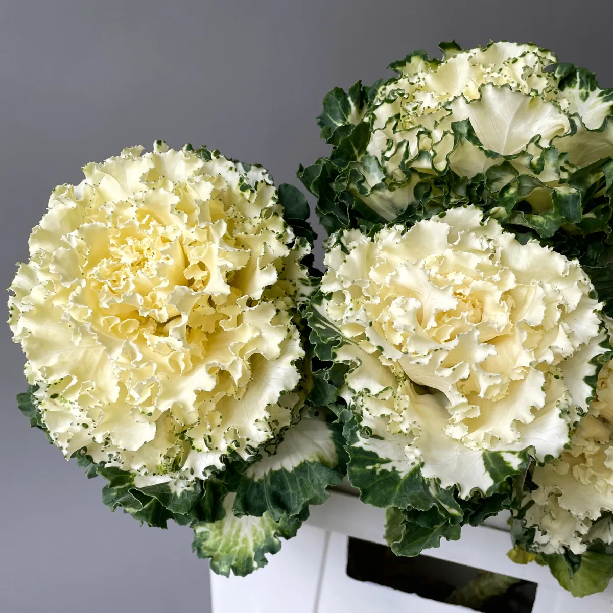 Брассика "Крейн Руфл Вайт"_3