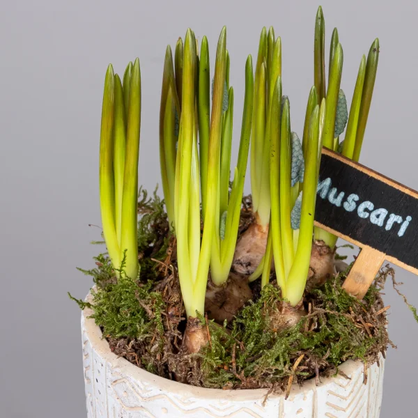 Мускари в мини кашпо на ножках PTMB1072_3