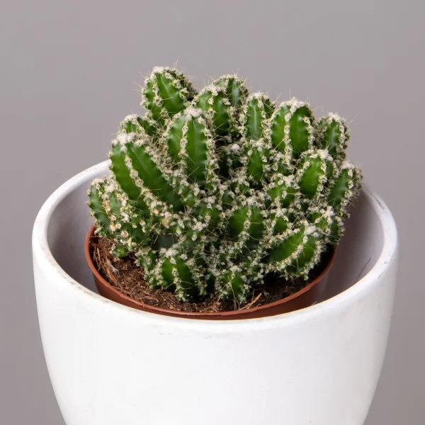 Цереус Флорида_3